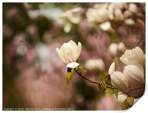 Magnolia flower Print by Simon Johnson