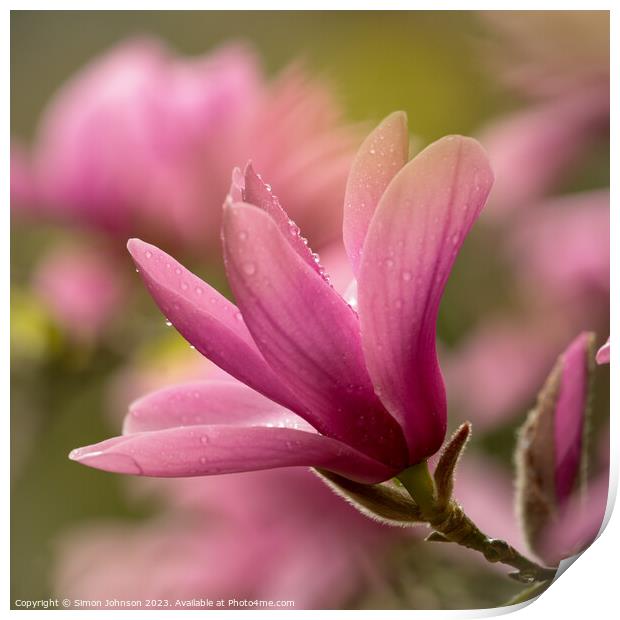 pink magnolia flower Print by Simon Johnson
