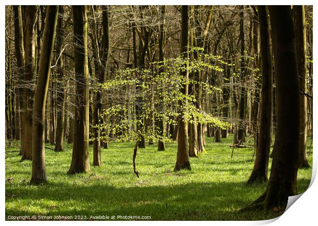 Spring Woodland, sunlit tree Print by Simon Johnson
