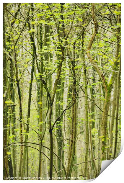 woodland patterns Print by Simon Johnson