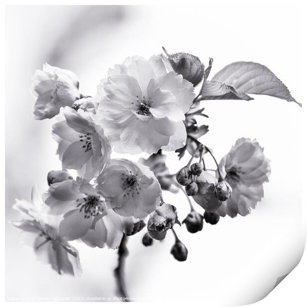 Cherry Blossom  monochrome  Print by Simon Johnson