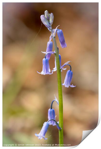 Bluebell Flower  Print by Simon Johnson