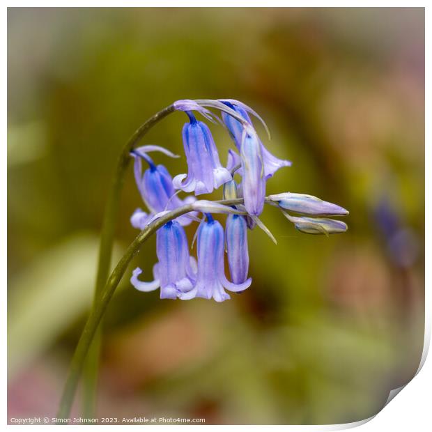 Juvenile Bluebell flower Print by Simon Johnson