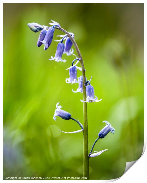 Bluebell Flower Print by Simon Johnson