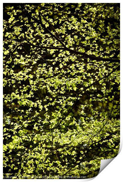sunlit spring leaves Print by Simon Johnson