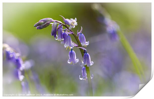 Bluebell Flower  Print by Simon Johnson