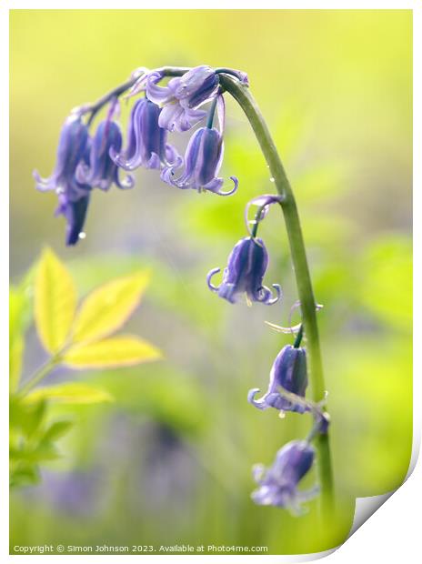 bluebell flower Print by Simon Johnson