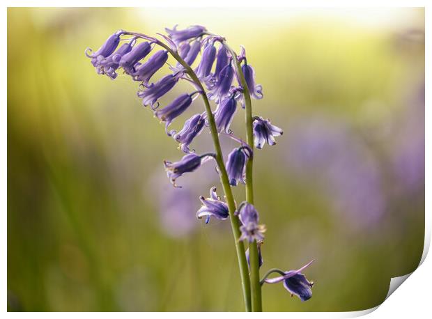 Bluebell flower Print by Simon Johnson