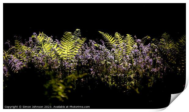 sunlit ferns and bluebells Print by Simon Johnson