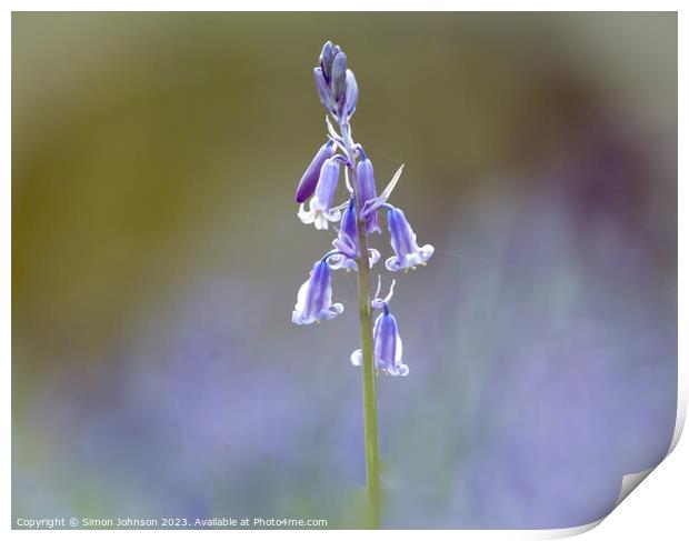 Bluebell flower Print by Simon Johnson