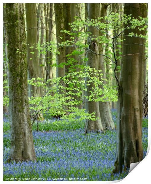 Bluebell woods Print by Simon Johnson