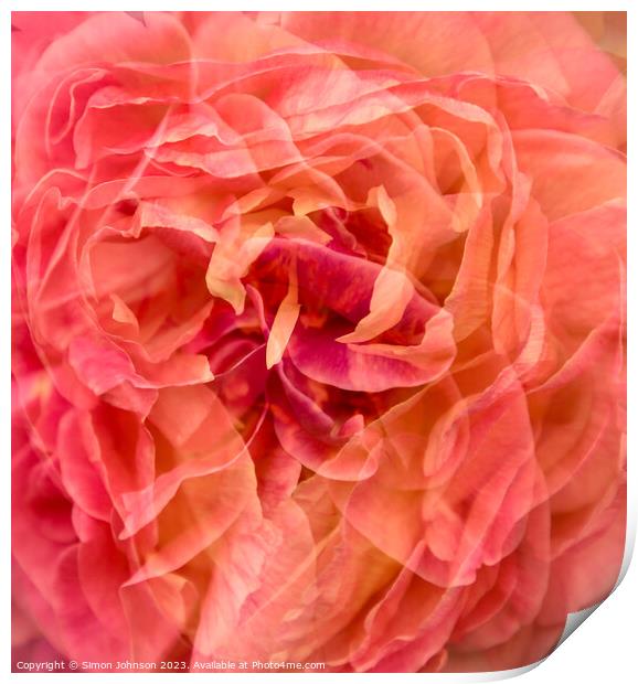 Peachy Blush Rose Print by Simon Johnson