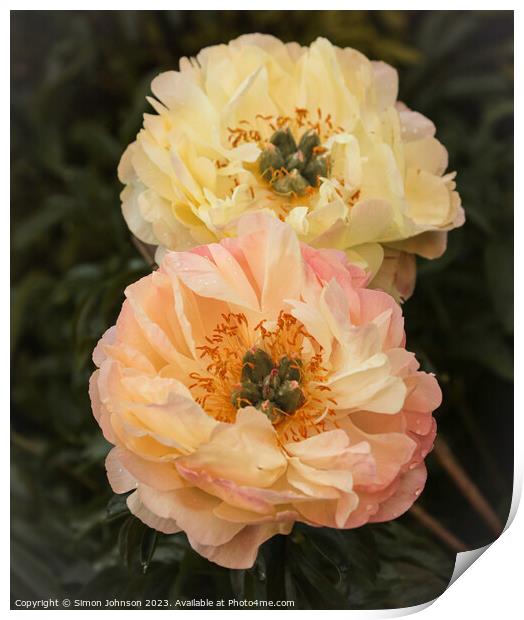 pair of Peonies  Print by Simon Johnson