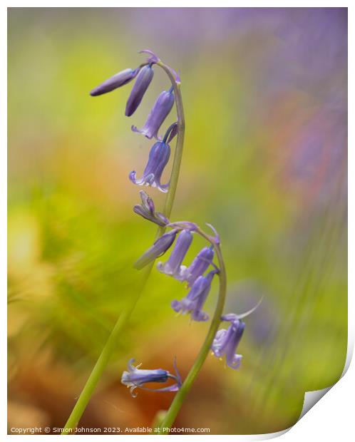 A close up of  a bluebell flower  Print by Simon Johnson