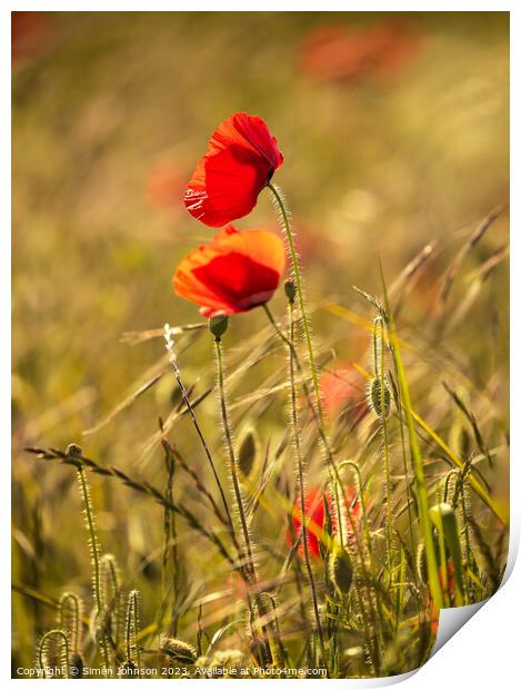 wind blown poppies Print by Simon Johnson