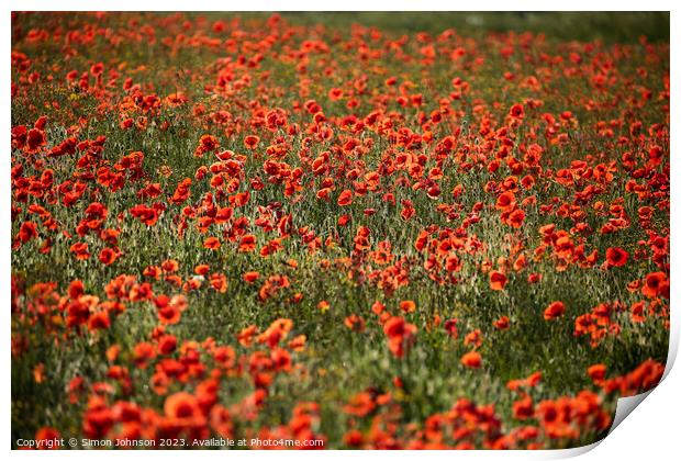  sunlit poppies sunrise Print by Simon Johnson