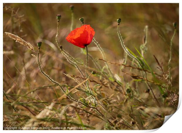 poppyu flower Print by Simon Johnson