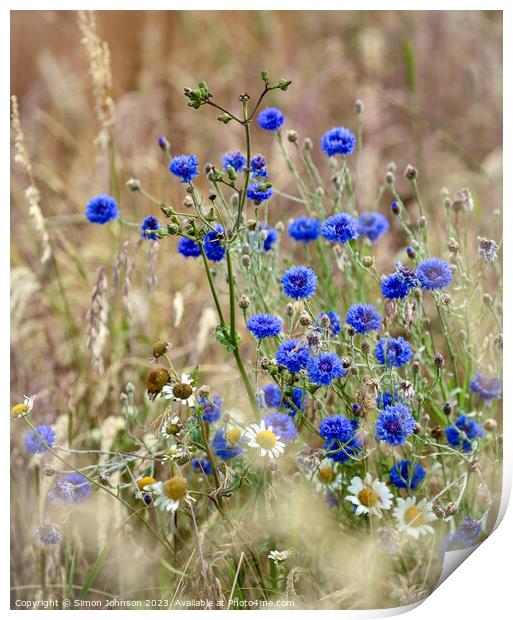 Corn flowers Print by Simon Johnson