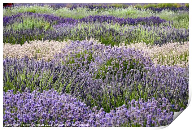 Lavender rows Print by Simon Johnson
