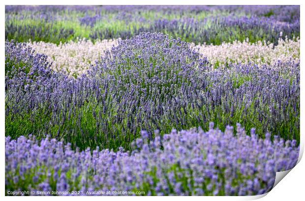 Lavender field Print by Simon Johnson