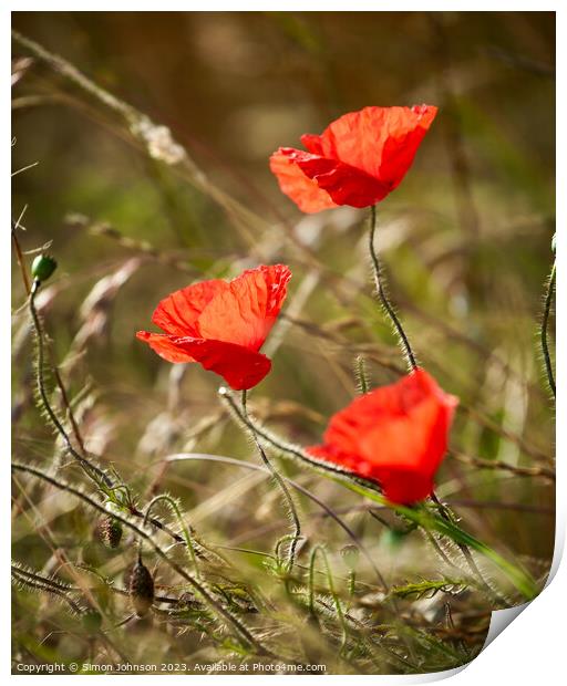  hatrick of sunlit poppies Print by Simon Johnson