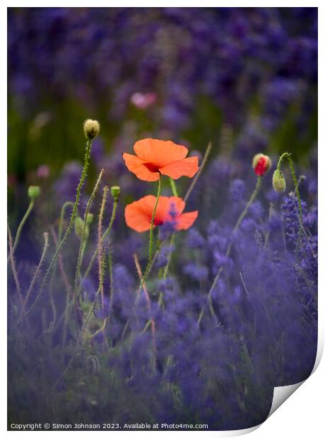 Poppies in Lavender  Print by Simon Johnson