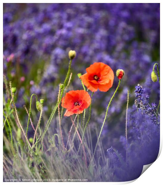 Poppies  Print by Simon Johnson