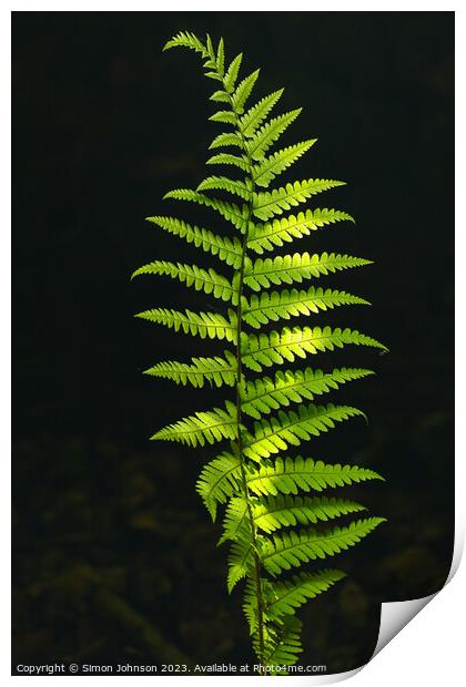 Luminous  fern Print by Simon Johnson