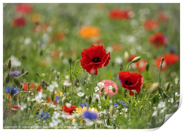 Poppy and wild flower field Print by Simon Johnson