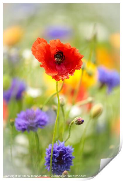 Poppy flower with bee Print by Simon Johnson