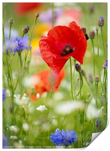 Poppyflower Print by Simon Johnson