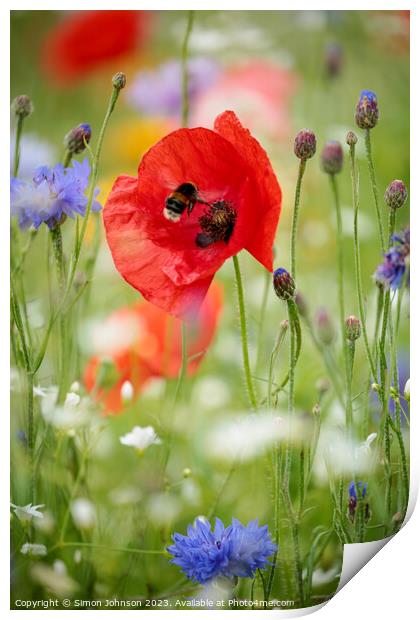 poppy flower with bee Print by Simon Johnson