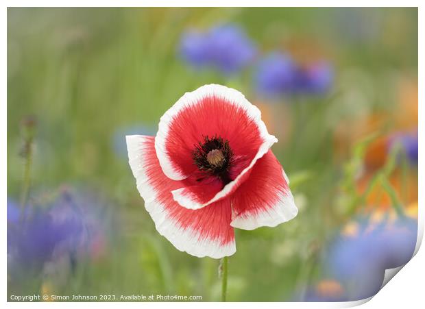 Poppy flower Print by Simon Johnson