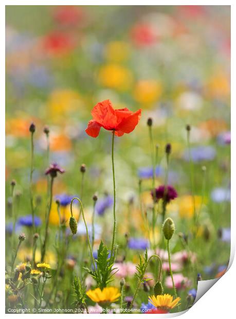 Unveiling Nature's Delicate Corn Poppy Print by Simon Johnson