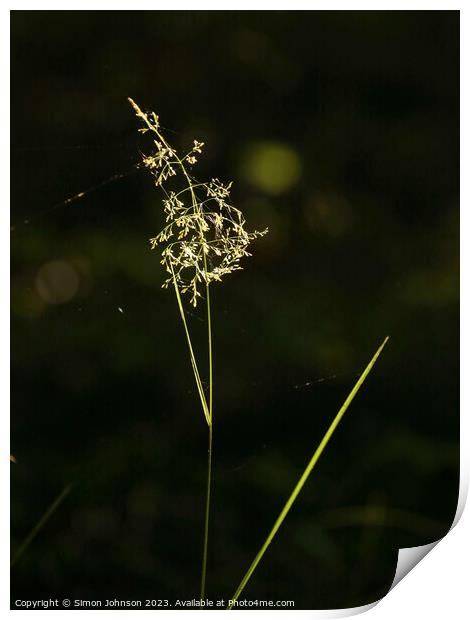 sunlit grass Print by Simon Johnson