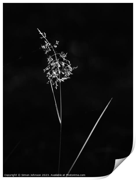 sunlit grass Print by Simon Johnson