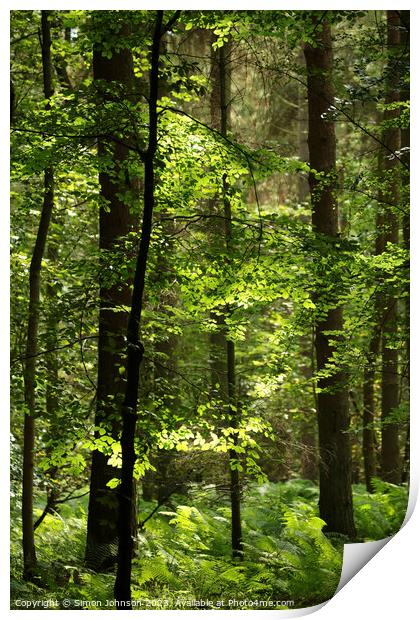 sunlit woodland Print by Simon Johnson