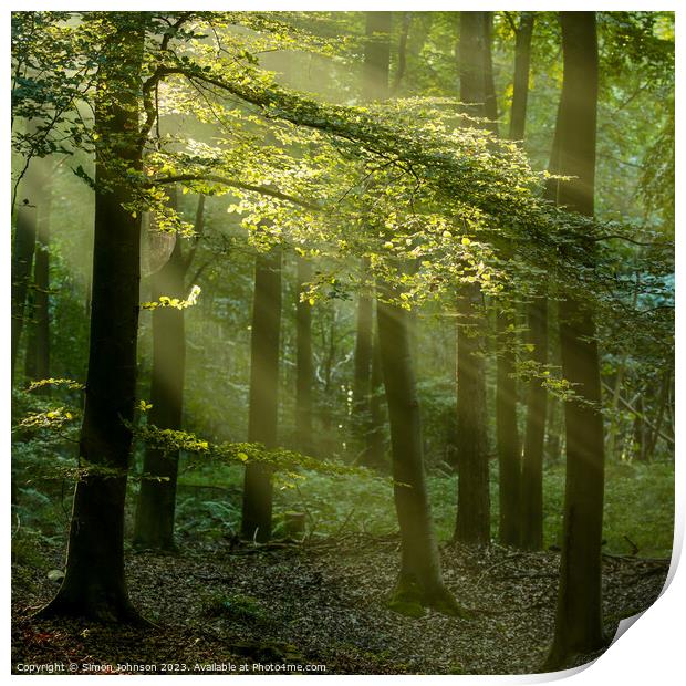 Sunlight in the woods Print by Simon Johnson
