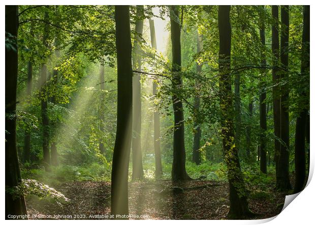 sunlit woodland Print by Simon Johnson