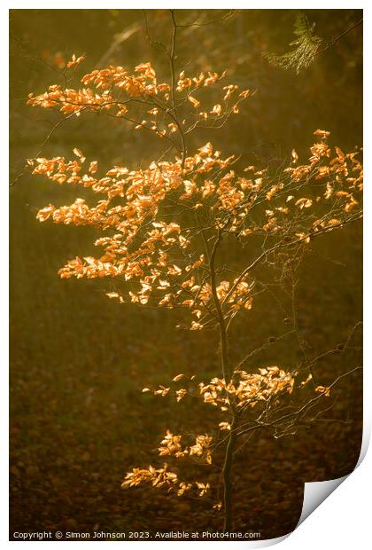 sunlit autumnal leaves Print by Simon Johnson