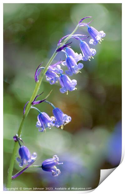  Bluebellt flower Print by Simon Johnson