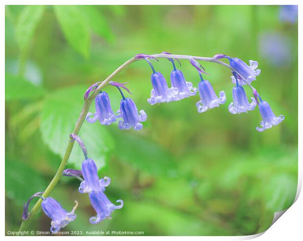  Bluebell flowers  Print by Simon Johnson