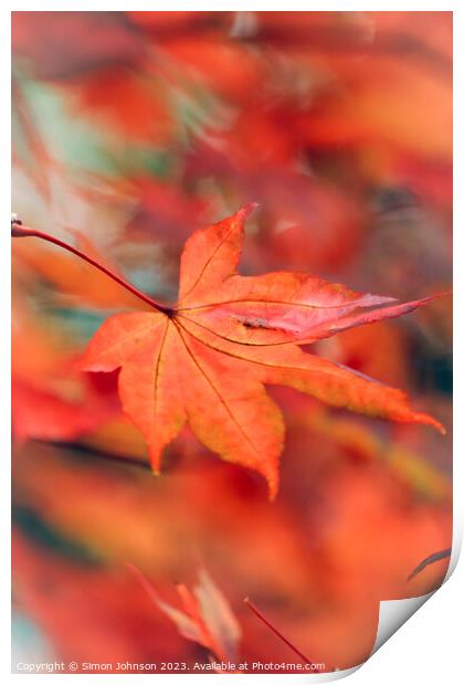 Autumn acer leaf Print by Simon Johnson