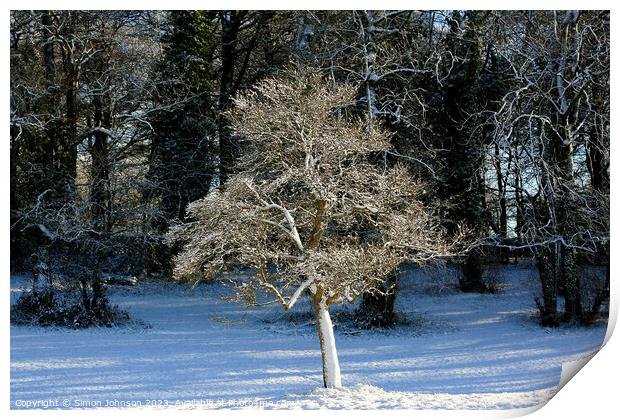  frosted  tree Print by Simon Johnson