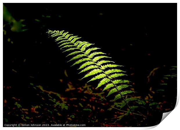 sunlit fern Print by Simon Johnson