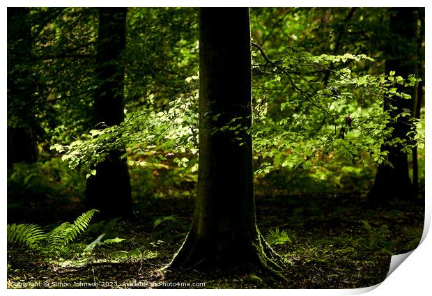 Sunlit leaves and ferns Print by Simon Johnson
