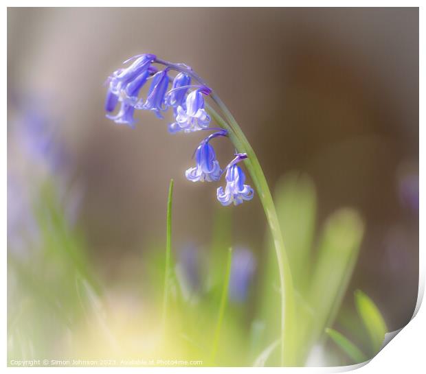 Bluebell flower Print by Simon Johnson