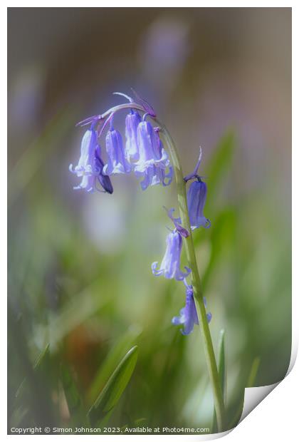 Plant flower Print by Simon Johnson