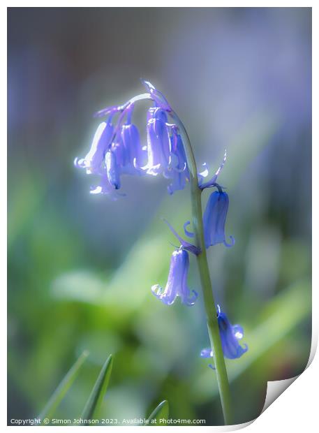 Plant flower Print by Simon Johnson