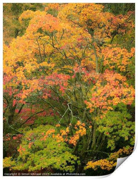 Autumn acer trees Print by Simon Johnson